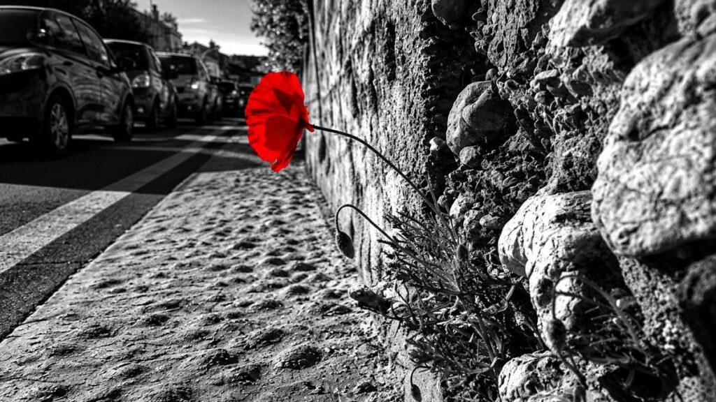Photo Hagay Sobol – Coquelicot rouge sur mur urbain