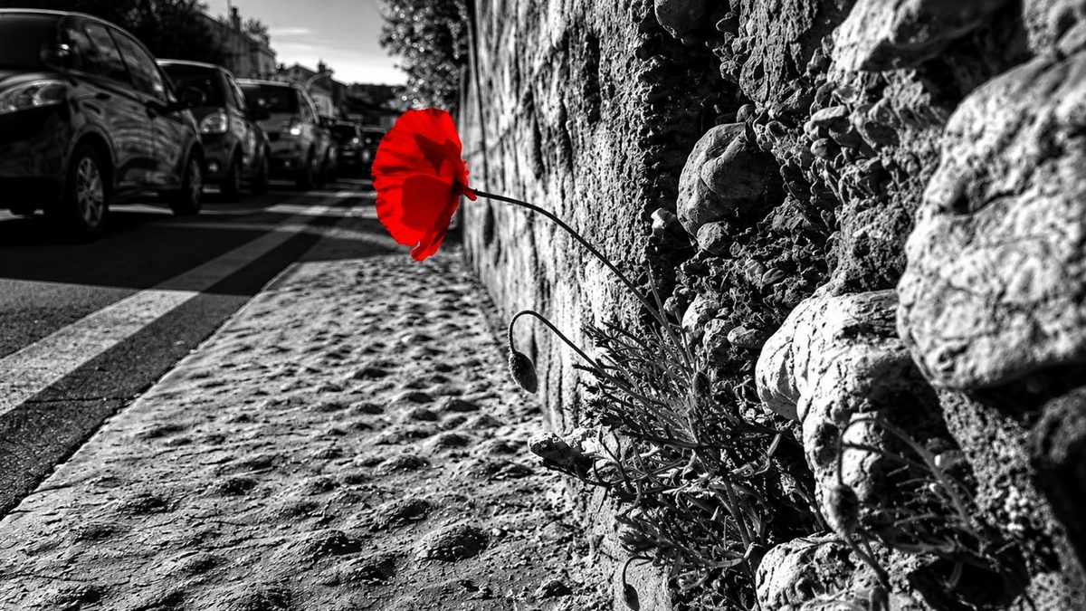 Photo Hagay Sobol – Coquelicot rouge sur mur urbain